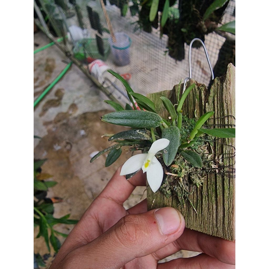Bulbophyllum citrinum by agung