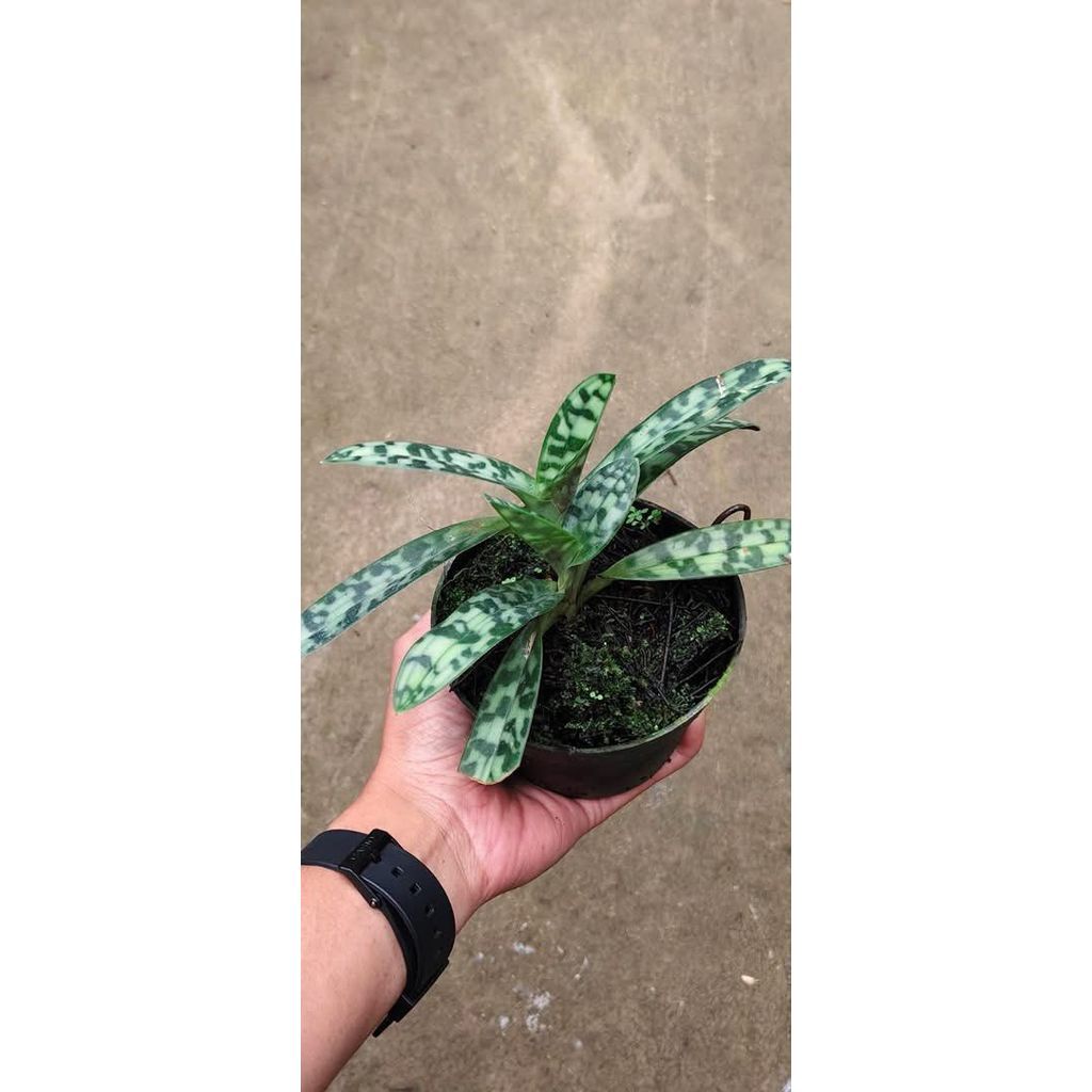 Paphiopedilum Bullenianum by ZamZam Plant