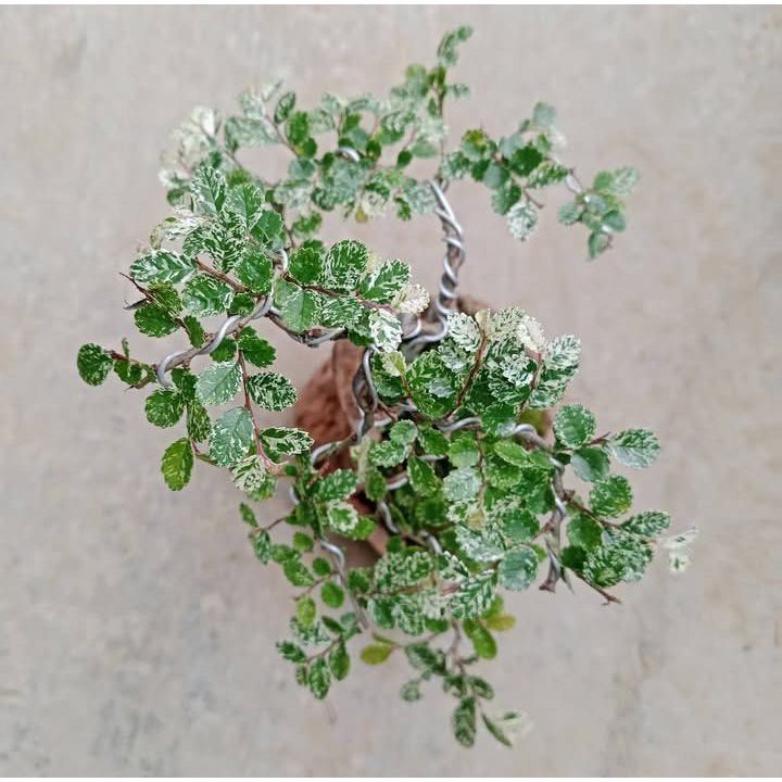 Ulmus micro varigata shito size 10cm By Yusup Bonsai