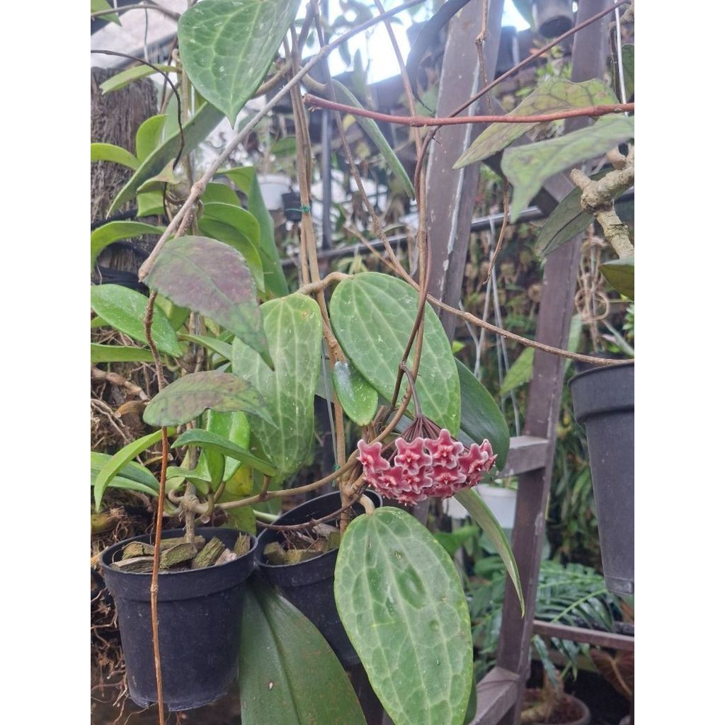 Rare hoya macrophylla Tropical Indoor plant