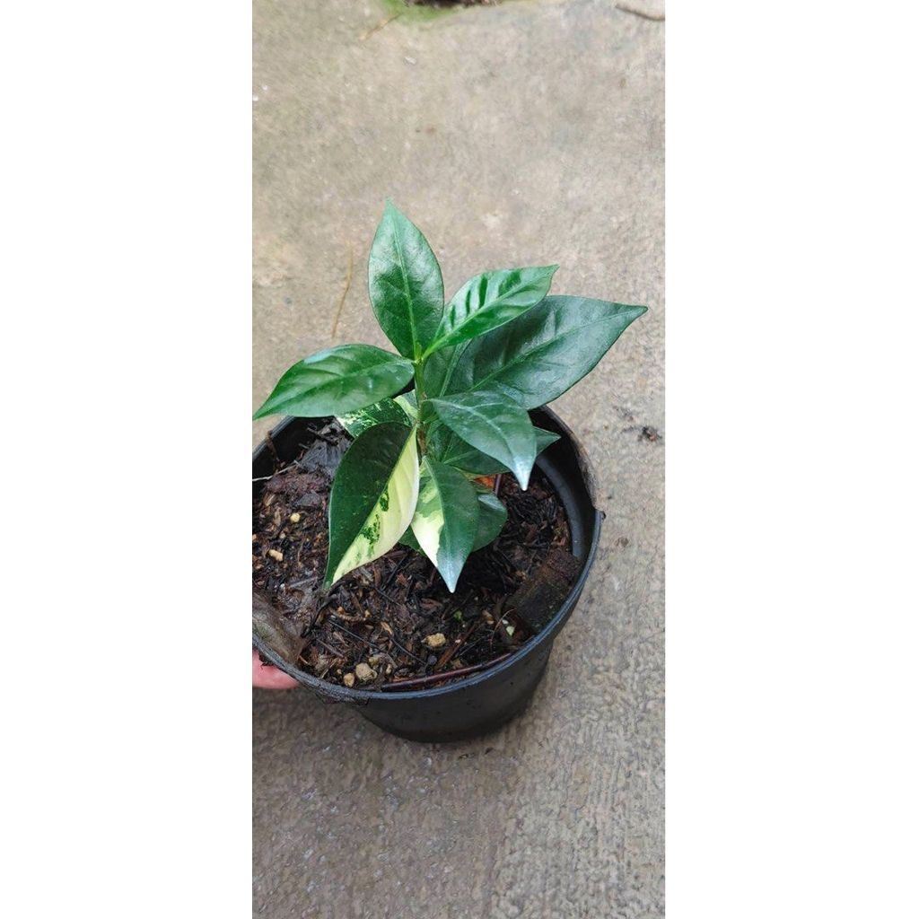 Coffe variegata by ZamZam Plant