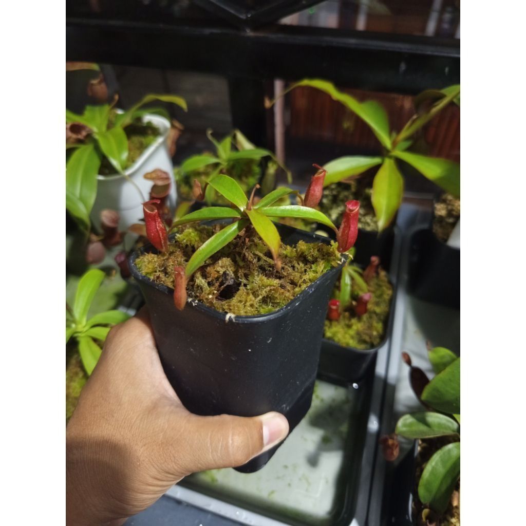 Nepenthes Bloody Mary