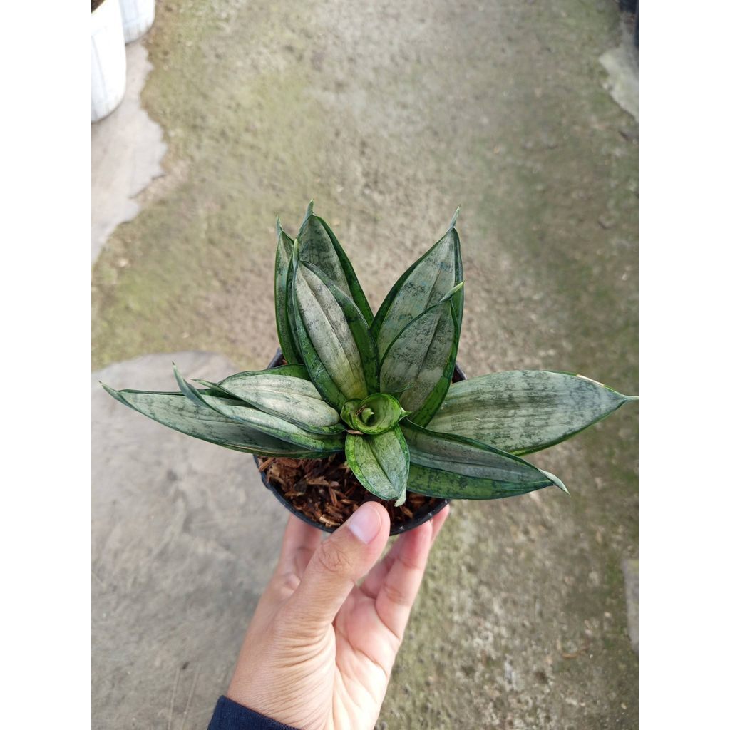 Sansevieria star brush by thie julpa