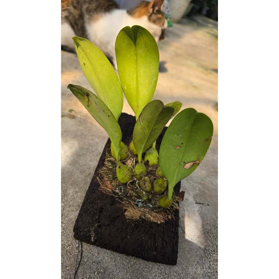 Bulbophyllum sumatranum