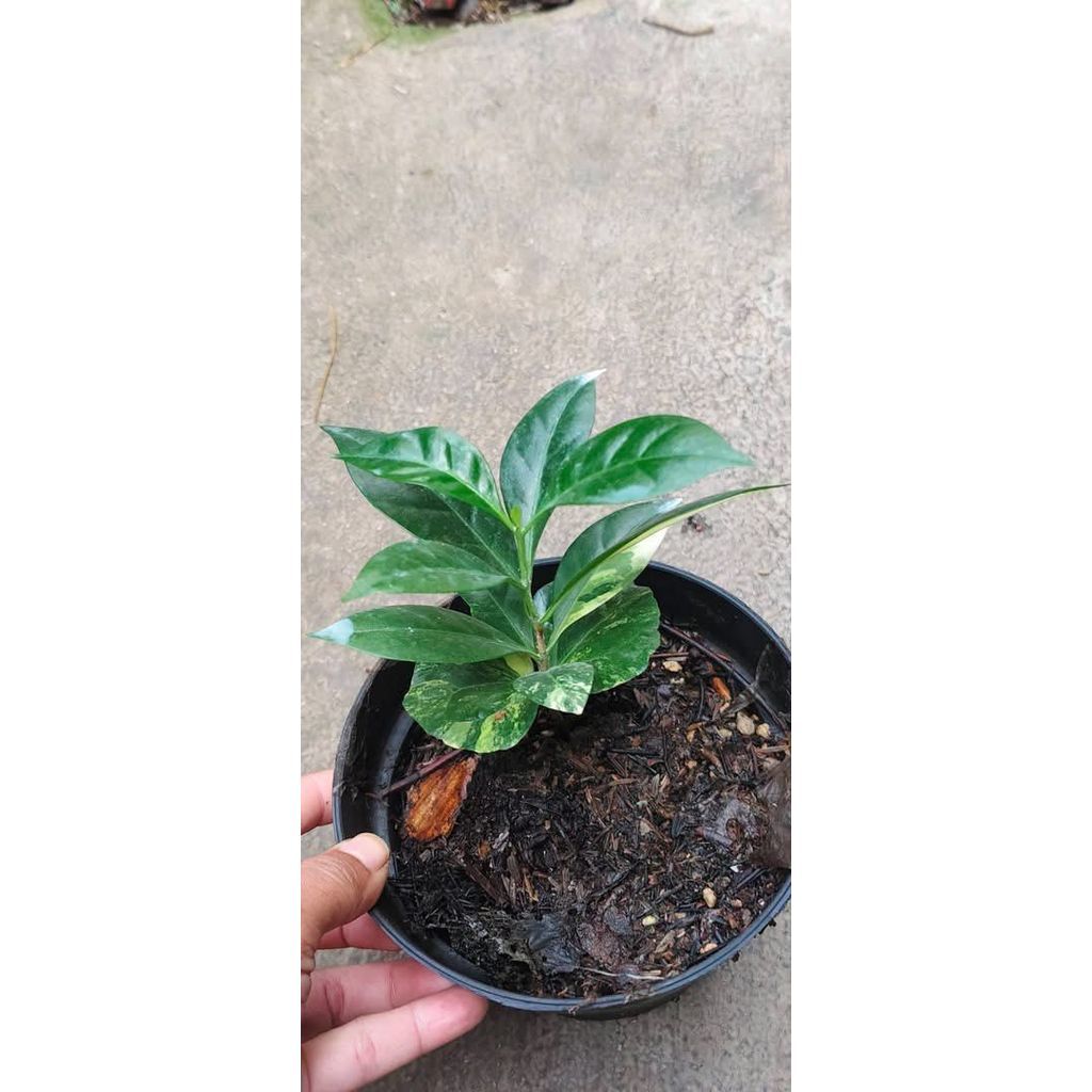 Coffe variegata by ZamZam Plant