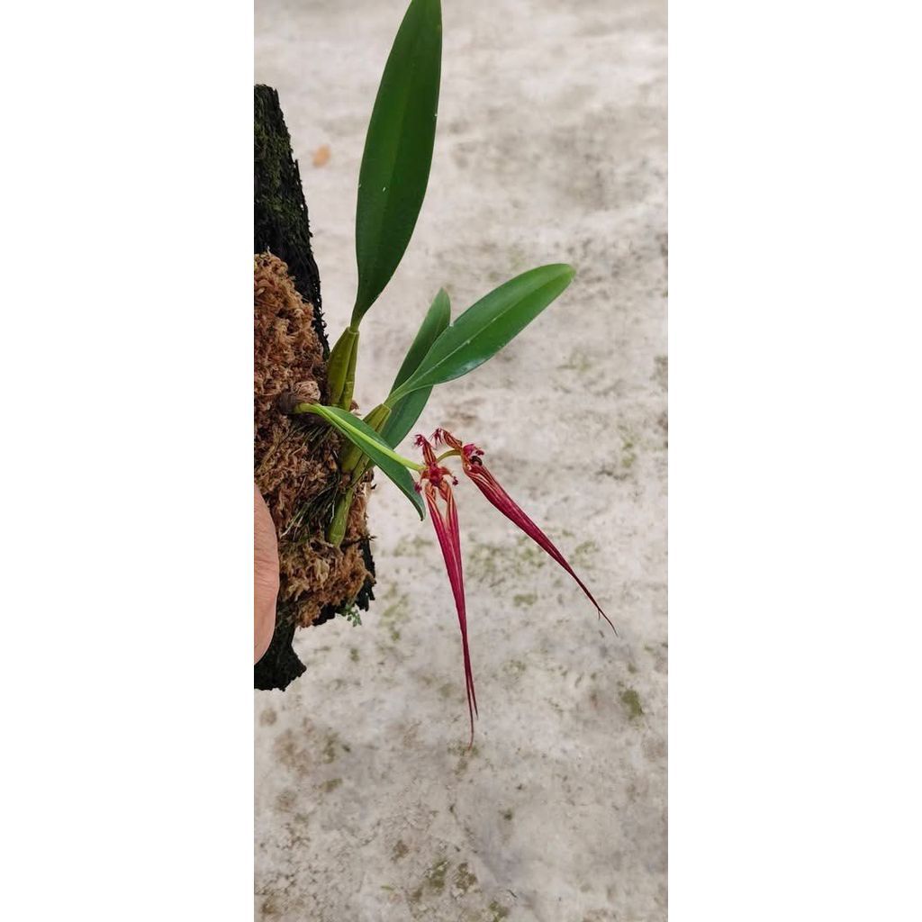 Bulbophyllum wendlandianum by ZamZam Plant
