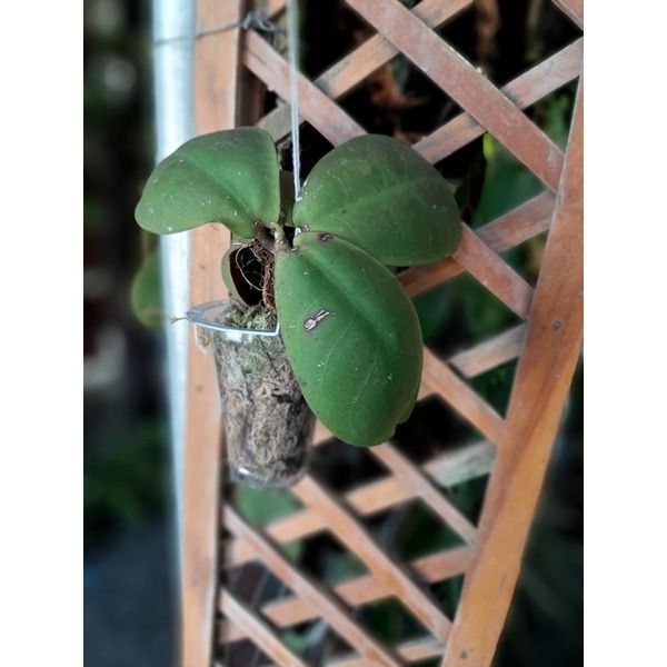 Hoya Mitrata Borneo