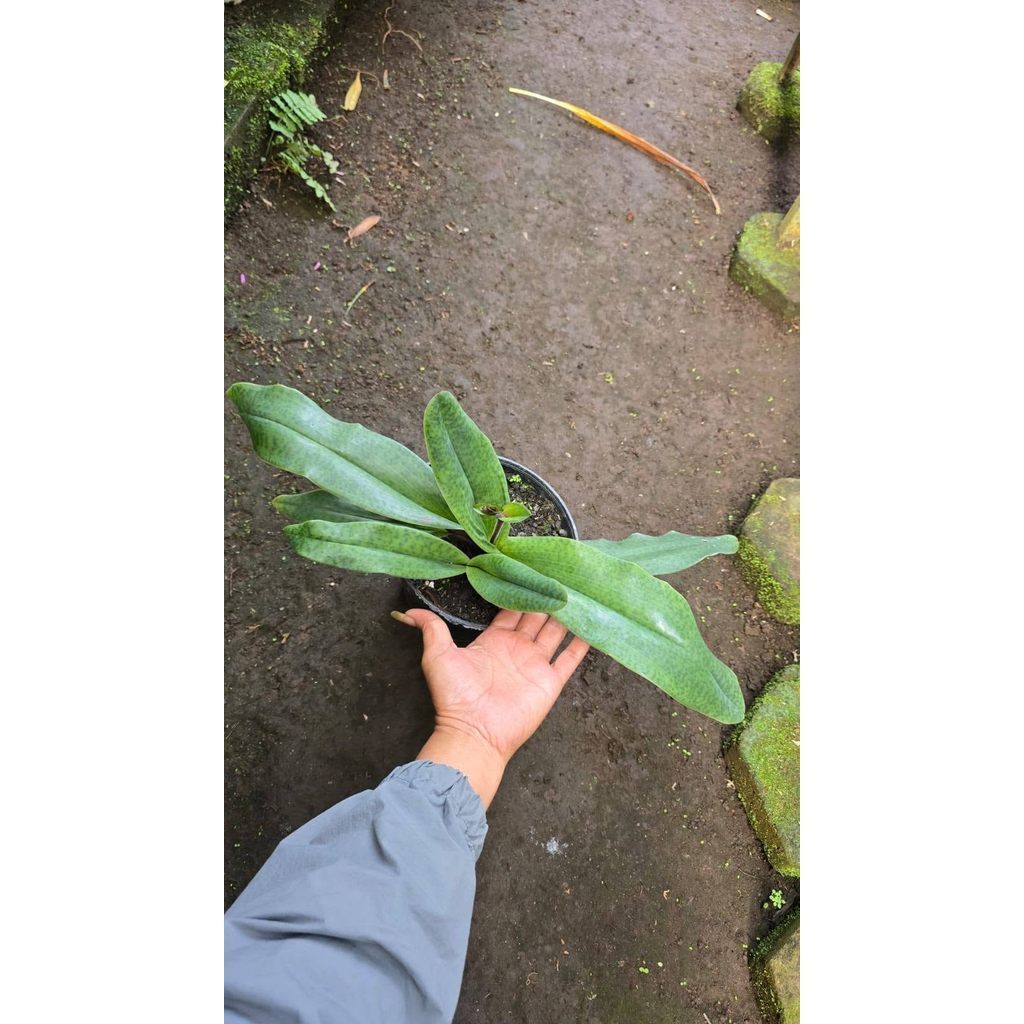 Paph bengkuluenses one pot by Anita