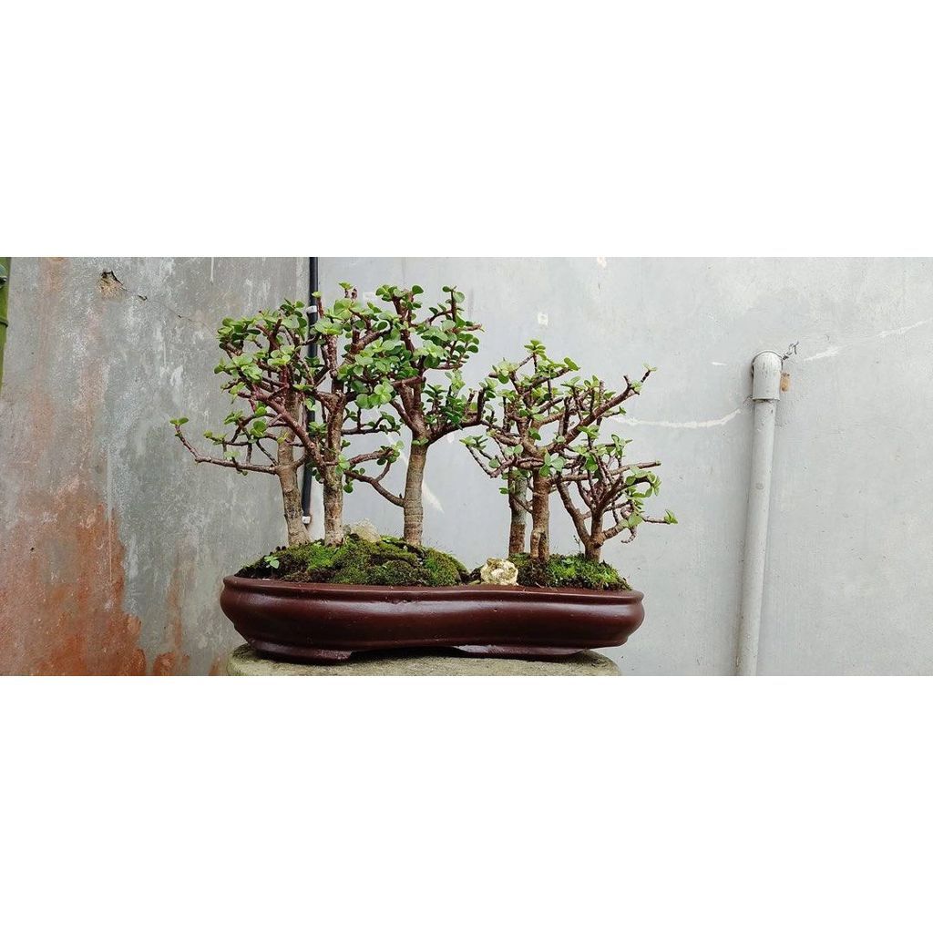 Portulacaria Afra panorama by Arisha Bonsai