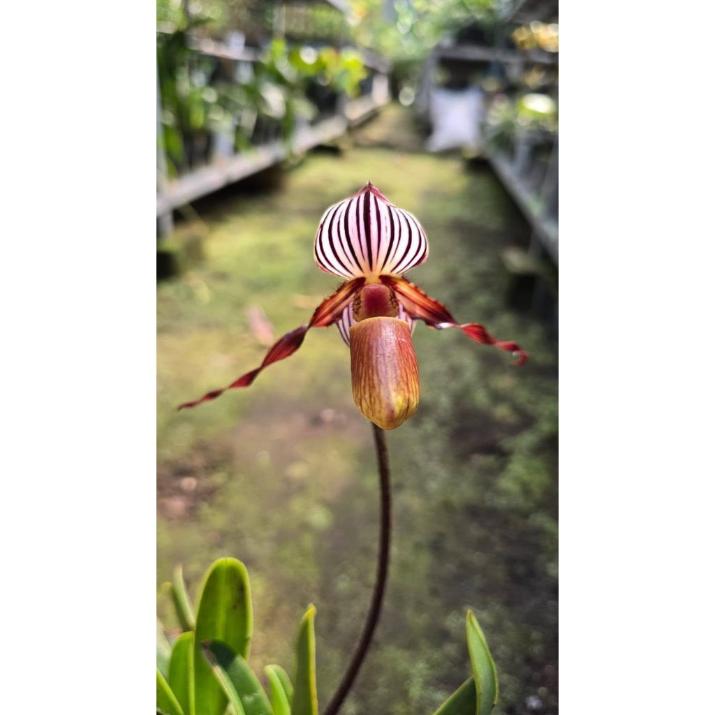 Rare Paphiopedilum Wilhelminae in Pot 10 Plants by Anita Orchids