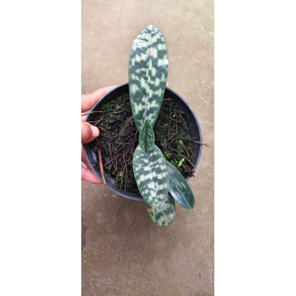 Paphiopedilum violascens by ZamZam Plant