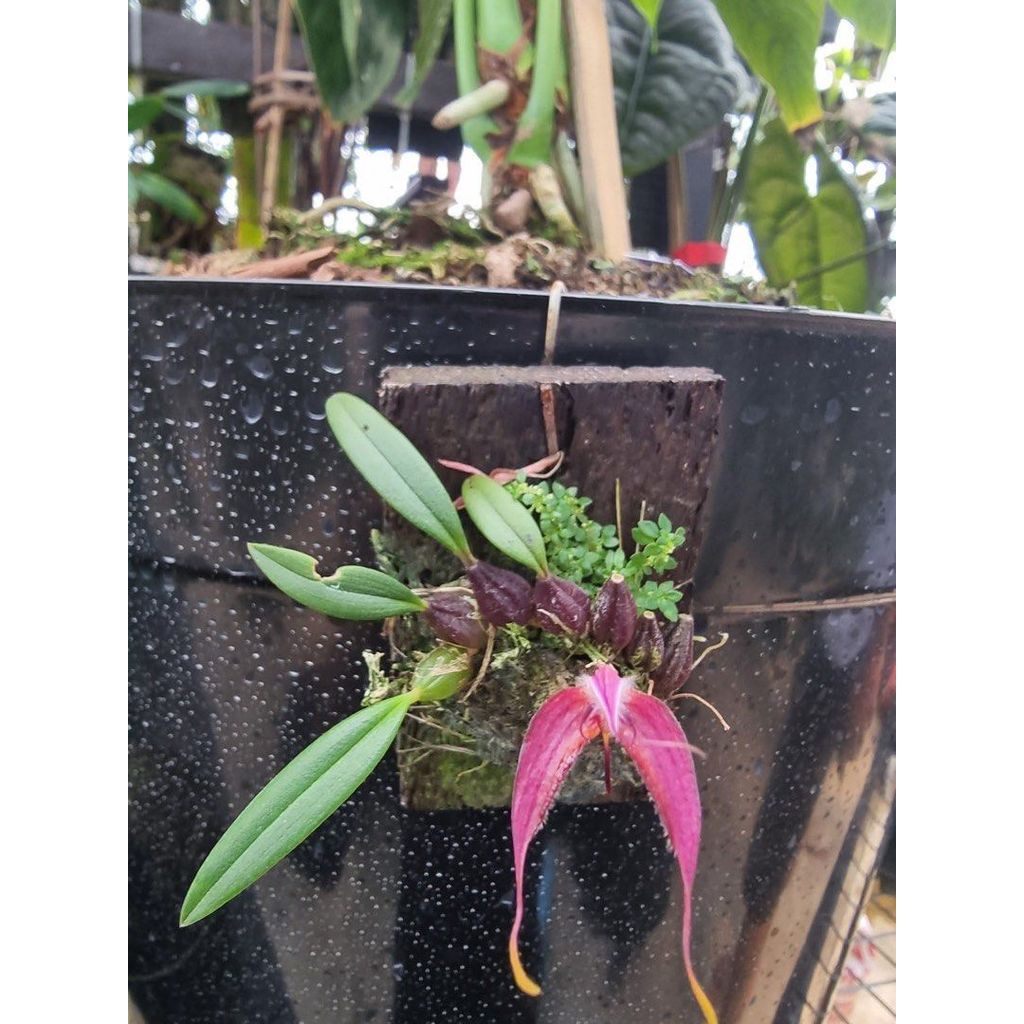 Bulbophyllum longicaudatum by Agung Jihan