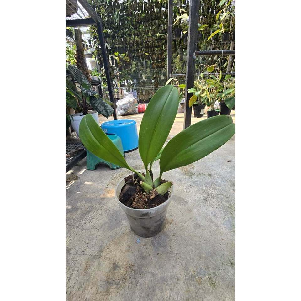 Bulbphyllum caranculatum alba by nafisa
