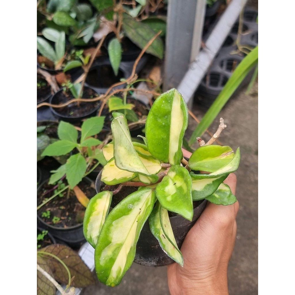 hoya carnosa krimson variegata by AgungJihan