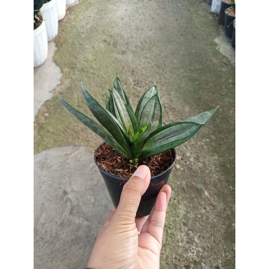 Sansevieria star brush by thie julpa