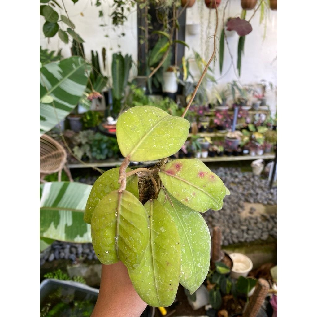 Hoya Gomas