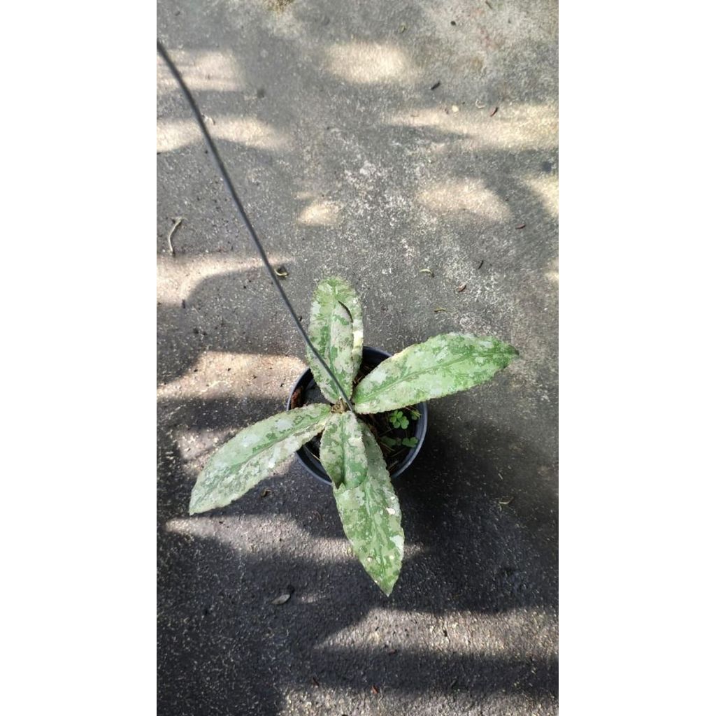 Rare Hoya undulata pink splash plant