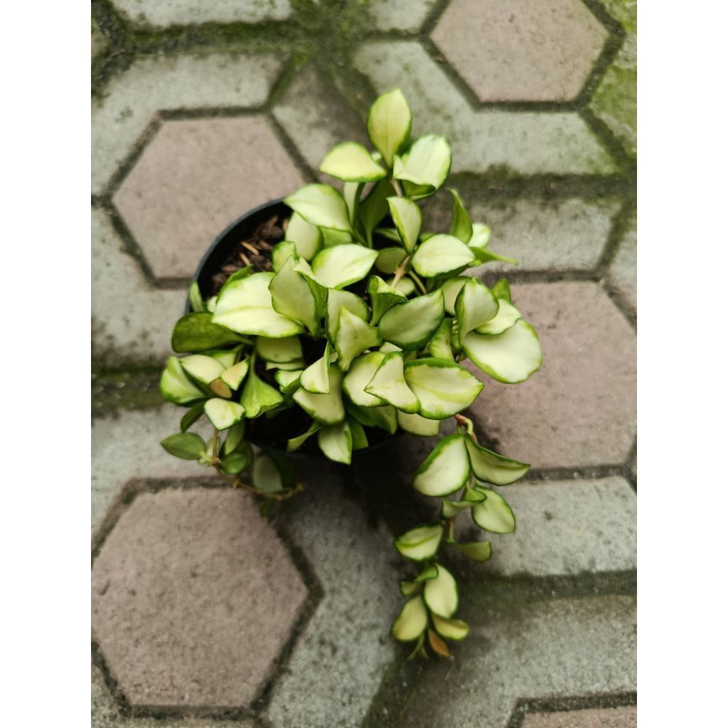 Hoya Heuschkeliana