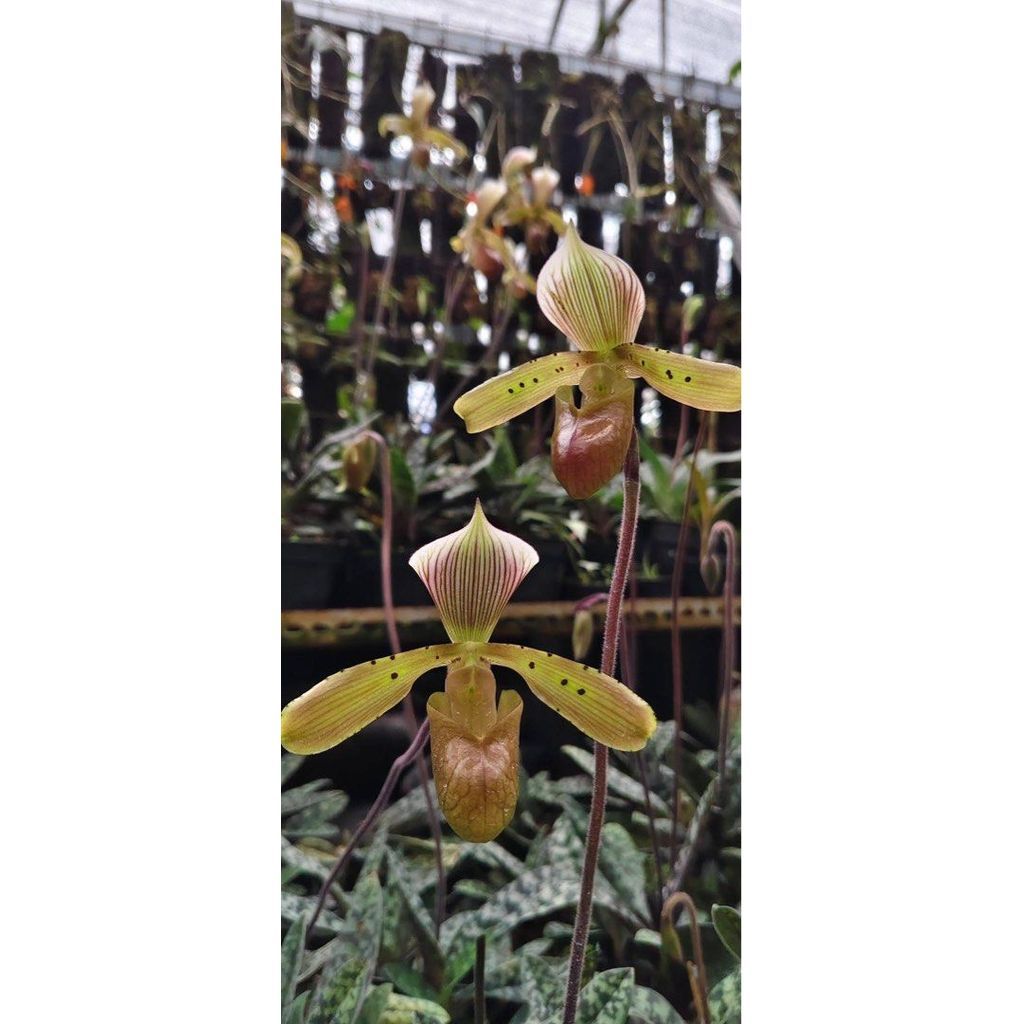 Paphiopedilum Tonsum var red leaf by ZamZam Plant