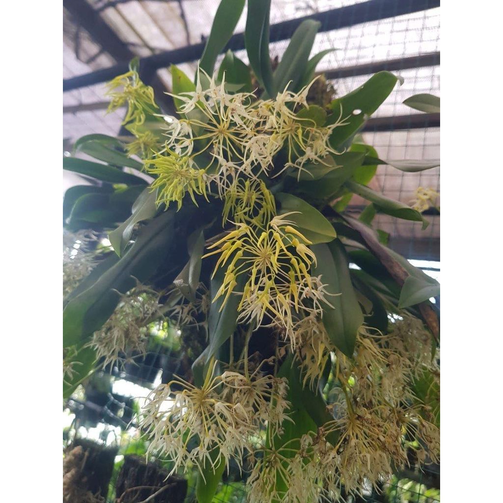 Bulbophyllum laxiflorum (Large Clump) by Andika