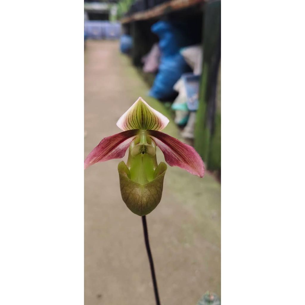 Paphiopedilum violascens by ZamZam Plant