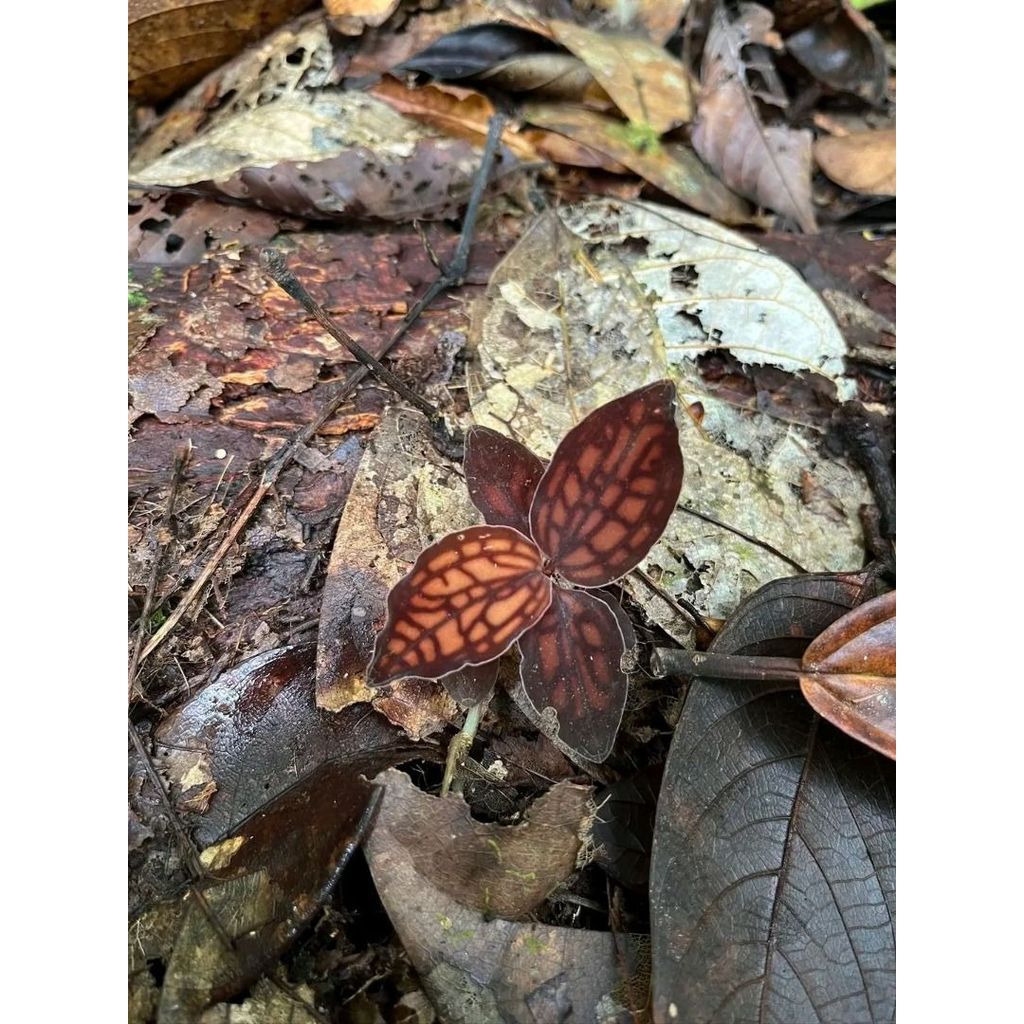Jewel Orchids Tro[ical plant