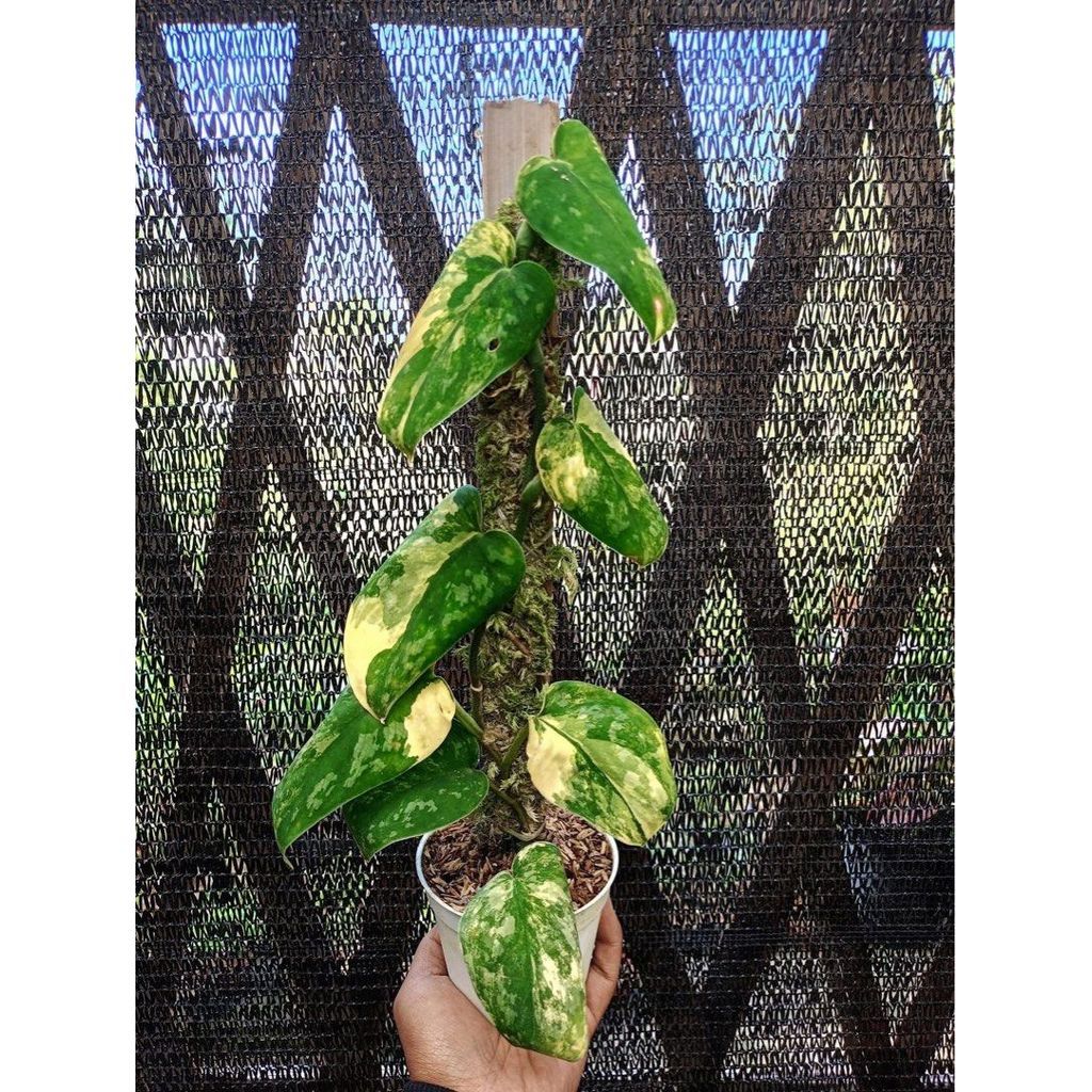 Sciondapsus swarnabumi