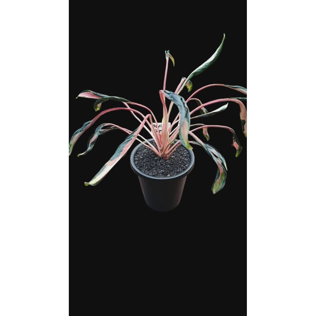 Ultra rare aglonema contorted leaves