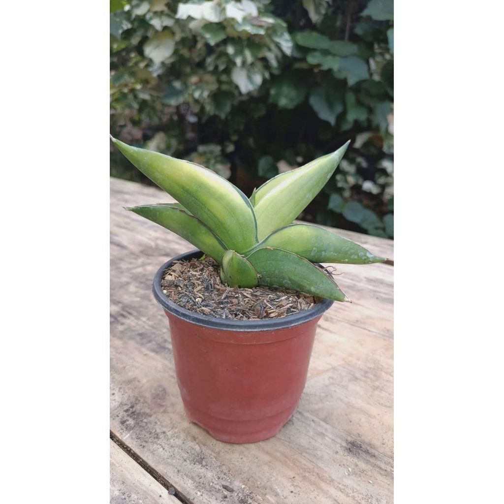 Sansevieria Iriana (robusta x boncel)