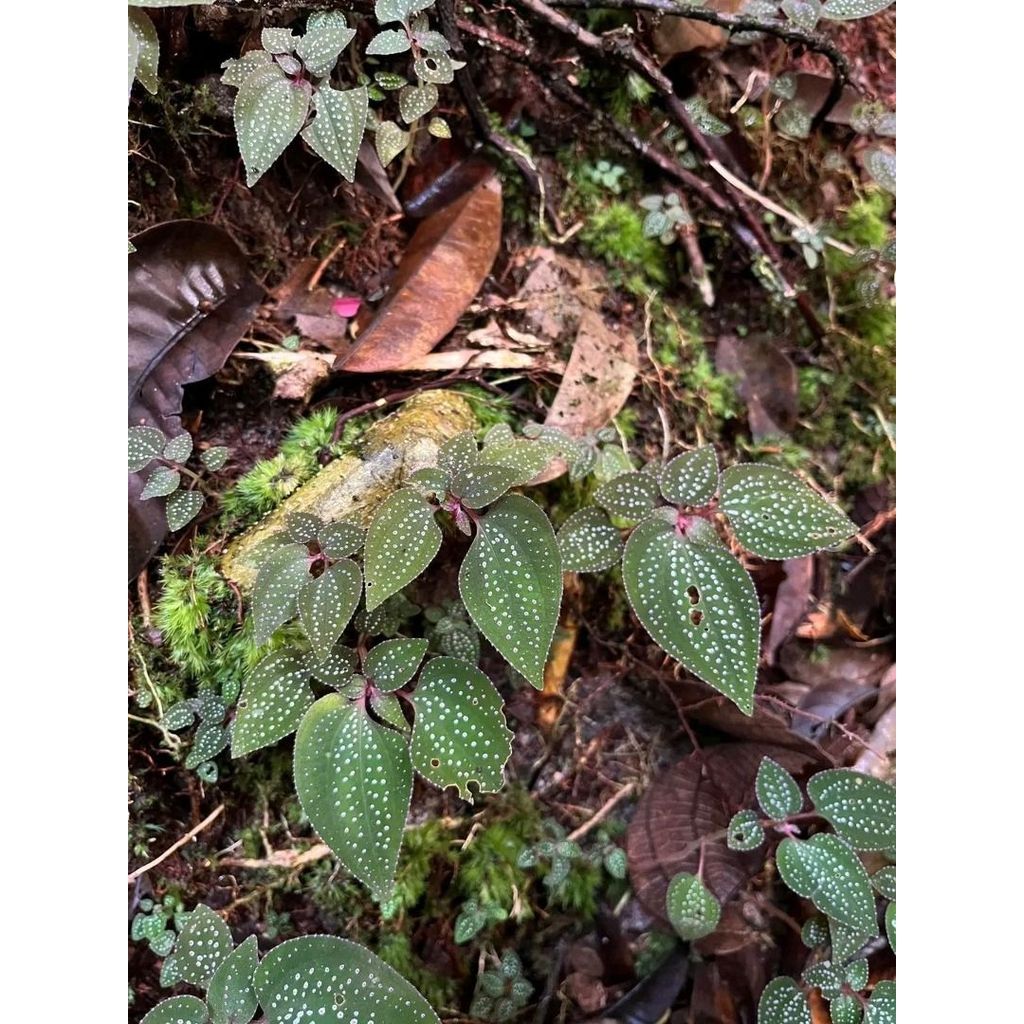 Jewel Orchids Tro[ical plant