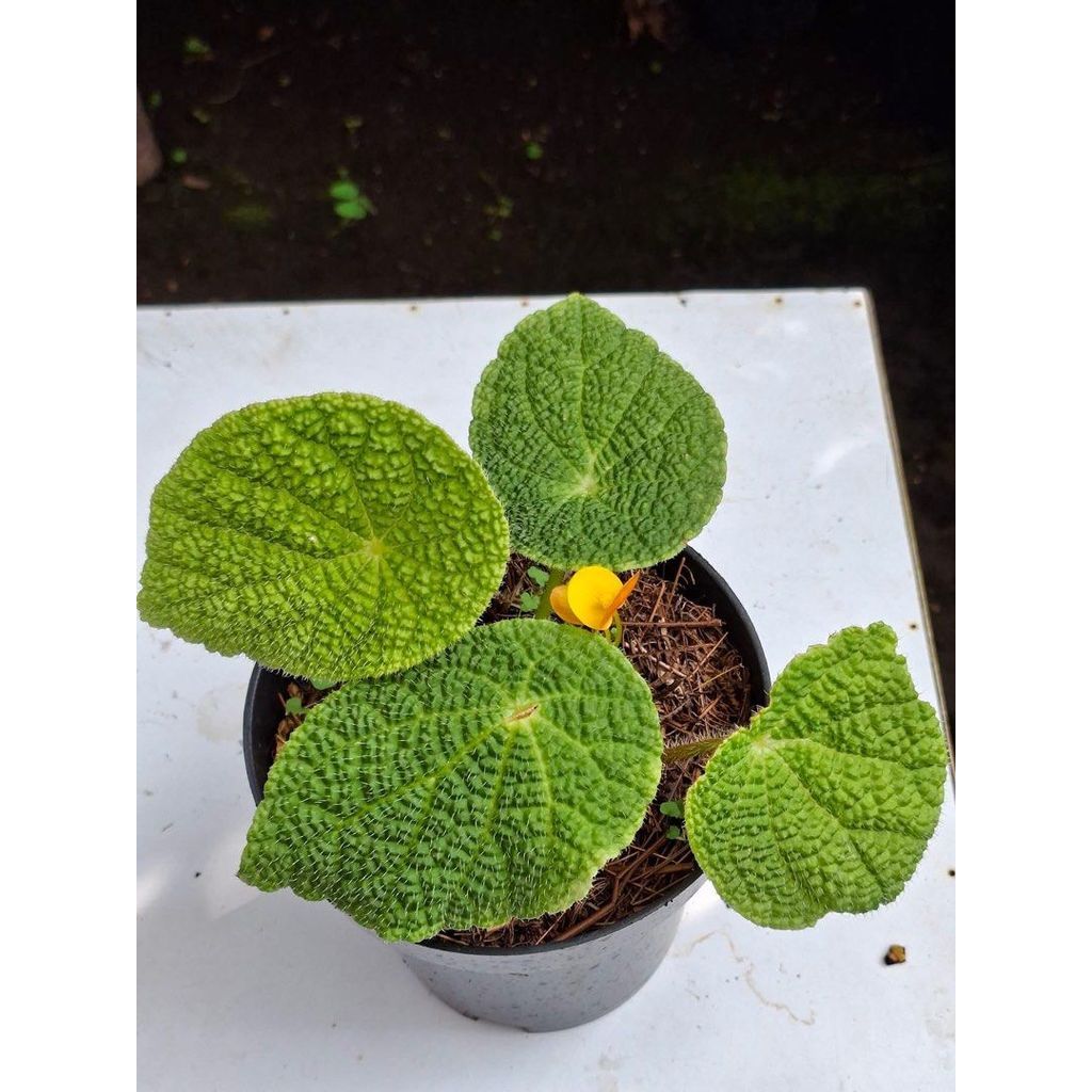 Begonia microsperma