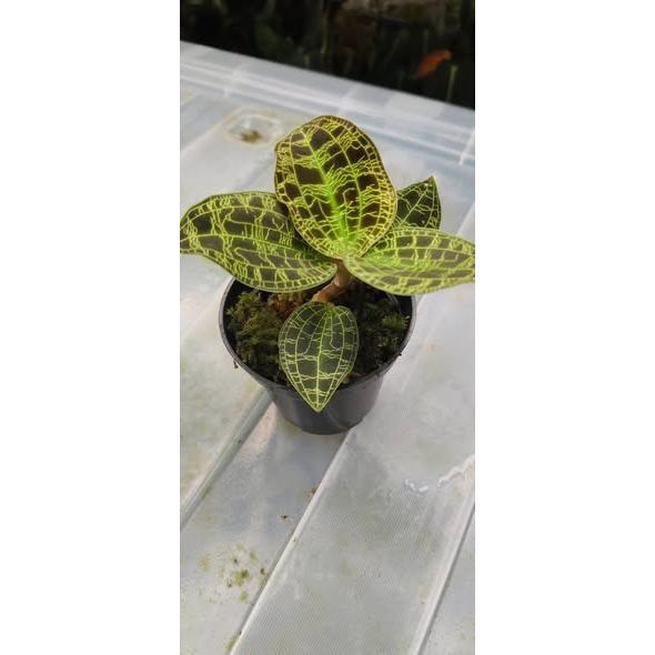 Macodes Petola
