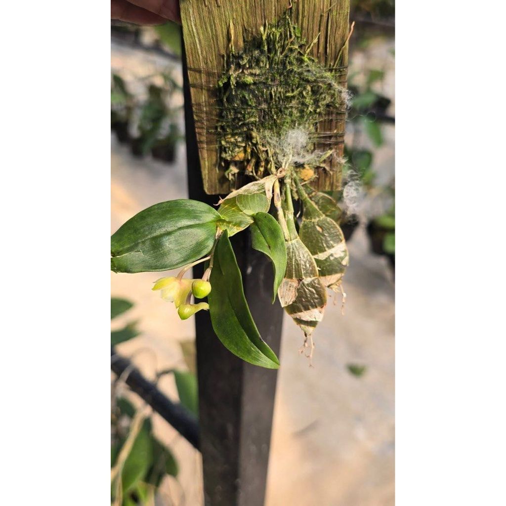 Dendrobium compressum