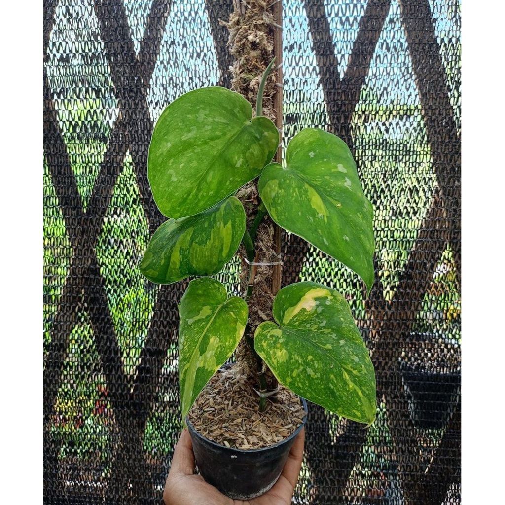 Scindapsus Baticon