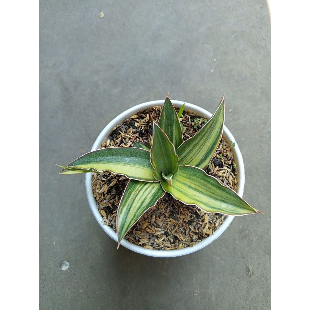 Sansevieria DGC