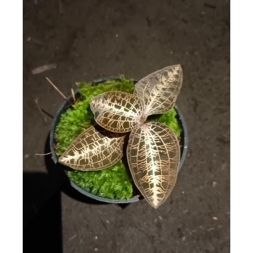 Rare Macodes Limii
