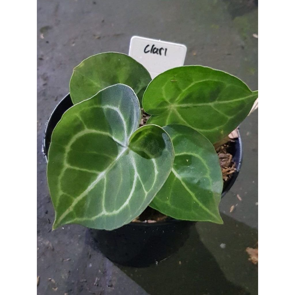 Antharium (clarie)