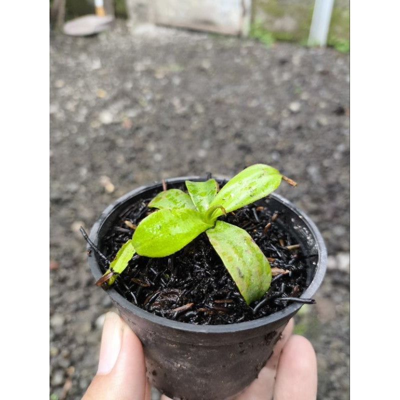 Nepenthes Red adrianii