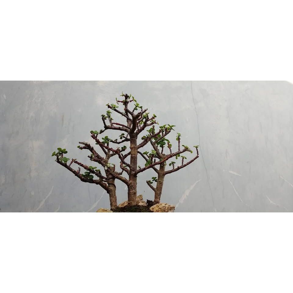 Grouping Jade Plant
