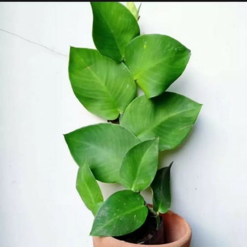 Creeping Fig / 爬墙榕 / Dolar Rambat / दीवार बेल – Ficus Pumila Singapore – Fast Climbing, Dense Leaves, Easy Care, Wall Co