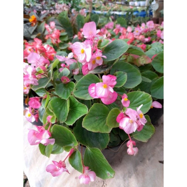 Wax Begonia / 仙客来花 / Bunga Wax Begonia / वैक्स बेगोनिया (Singapore: Wax Begonia) – Colorful Blooms, Fast Growing, Easy C