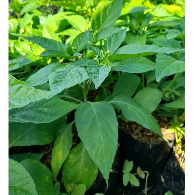Paprika Plant / 甜椒植物 / Pokok Paprika / शिमला मिर्च पौधा (Singapore: Capsicum Plant) – Fruiting Ready, Fresh Harvest, Eas