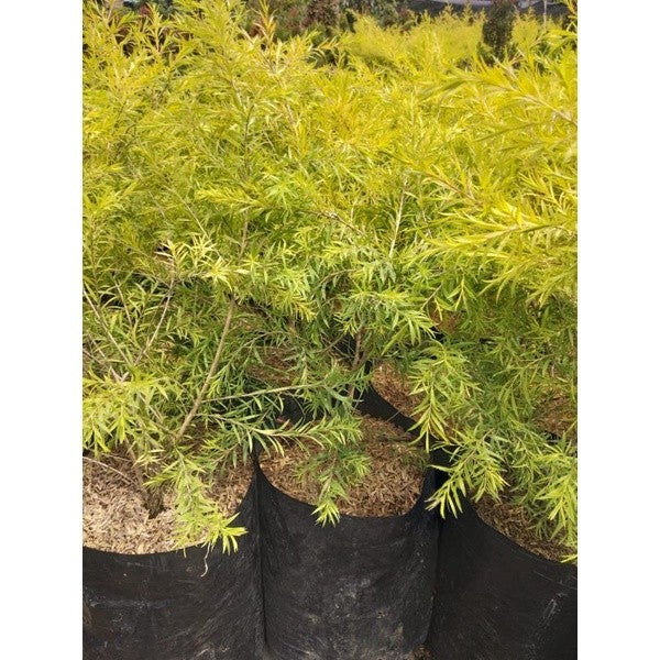 Golden Tea Tree / 金茶树 / Pokok Teh Emas / सुनहरा चाय वृक्ष (Singapore: Moleka Tree) – Bright Foliage, Fast Growing, Air P