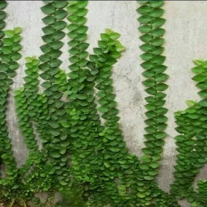 Creeping Fig / 爬墙榕 / Dolar Rambat / दीवार बेल – Ficus Pumila Singapore – Fast Climbing, Dense Leaves, Easy Care, Wall Co