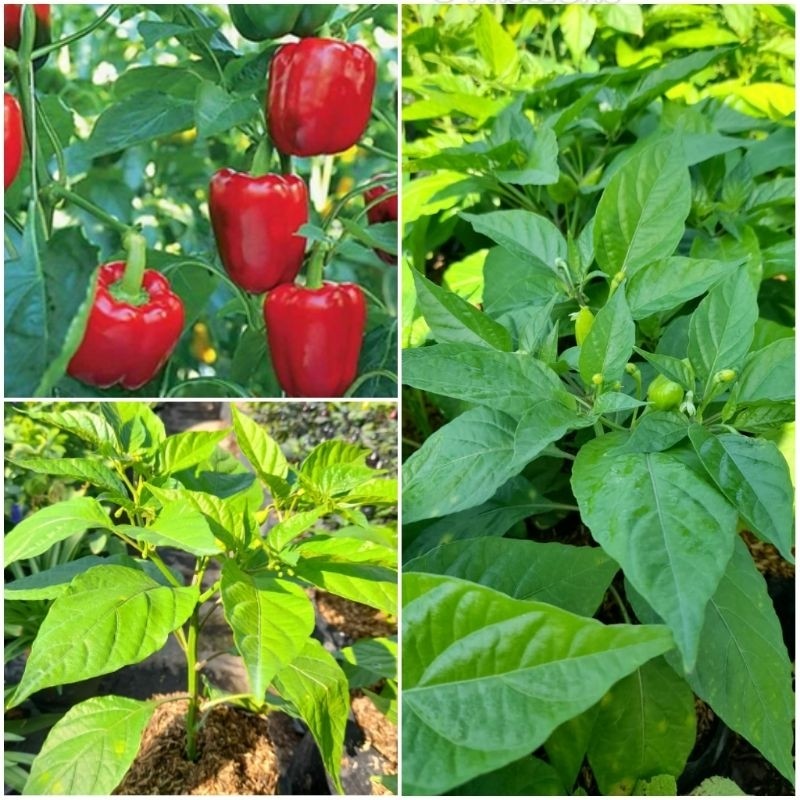 Paprika Plant / 甜椒植物 / Pokok Paprika / शिमला मिर्च पौधा (Singapore: Capsicum Plant) – Fruiting Ready, Fresh Harvest, Eas