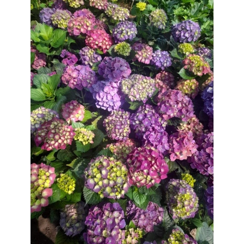 Hydrangea / 绣球花 / Bunga Hortensia / हाइड्रेंजिया (Singapore: Hydrangea) – Colorful Blooms, Long Lasting, Easy Care, Eleg