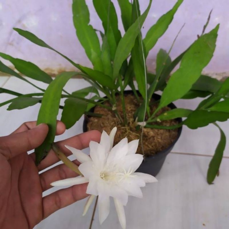 Queen of the Night Cactus / Phyllocactus mexicanus / Wijaya Kusuma Putih / 昙花仙人掌 / रात्रानी फूल कैक्टस (Singapore Moon C