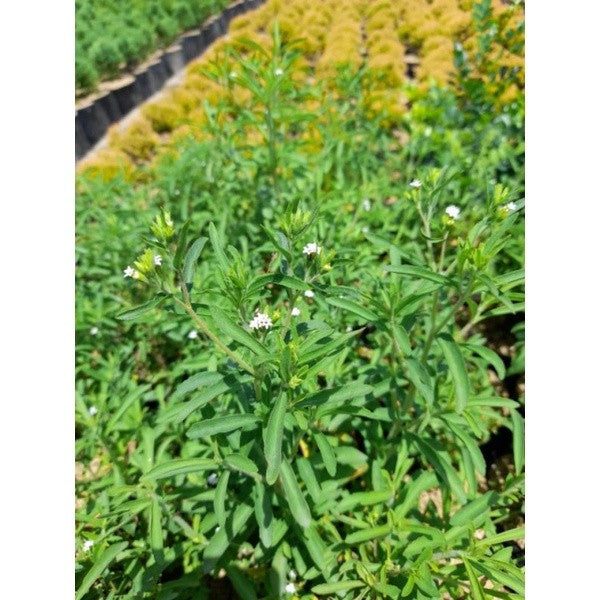 Stevia Sweet Leaf / 甜菊叶 / Daun Manis Stevia / मीठी पत्ती स्टेविया (Singapore: Stevia Plant) – Natural Sweetener, Zero Ca