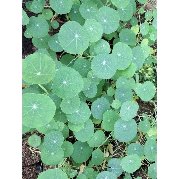 Nasturtium Flower Plant / Tropaeolum majus / Bunga Nasturtium Bisa Dimakan / 可食用花 / खाने योग्य फूल (Singapore Edible Flo