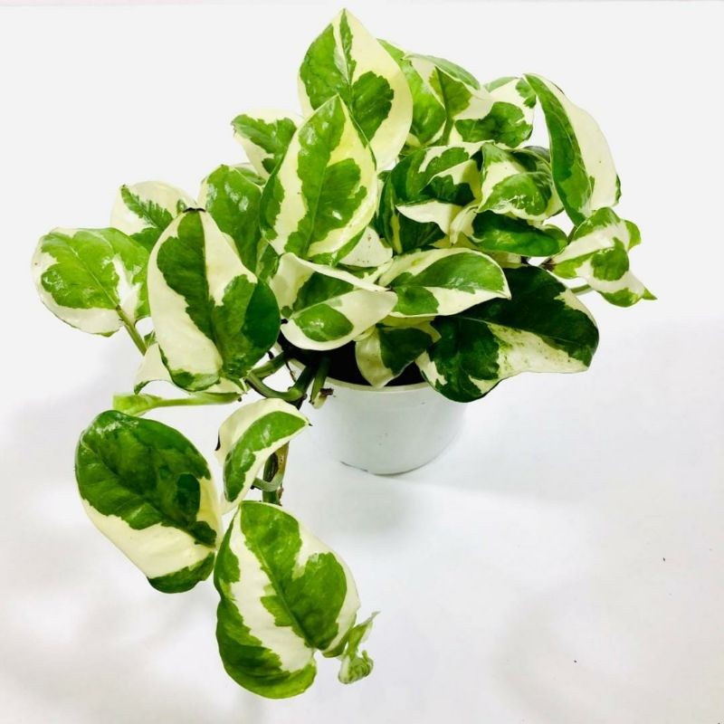 Njoy Pothos / 绿萝 Njoy / Sirih Njoy / मनी प्लांट Njoy (Singapore Pothos Plant) – Air Purifying, Fast Growing, Low Mainten